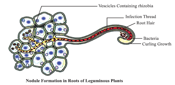 CBSE-Class-11-Biology-Mineral-Nutrition-Notes-Set-B-11