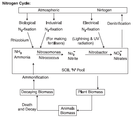 CBSE-Class-11-Biology-Mineral-Nutrition-Notes-Set-B-6