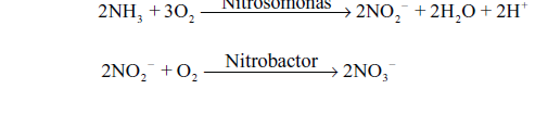 CBSE-Class-11-Biology-Mineral-Nutrition-Notes-Set-B-8