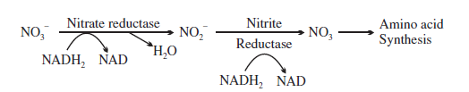 CBSE-Class-11-Biology-Mineral-Nutrition-Notes-Set-B-9