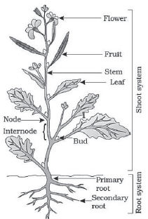 CBSE-Class-11-Biology-Morphology-Of-Flowering-Plants-Notes-Set-B-1