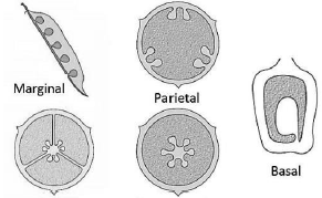 CBSE-Class-11-Biology-Morphology-Of-Flowering-Plants-Notes-Set-B-10