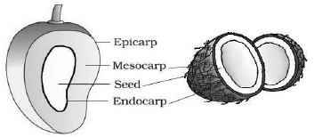 CBSE-Class-11-Biology-Morphology-Of-Flowering-Plants-Notes-Set-B-11
