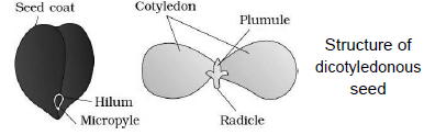CBSE-Class-11-Biology-Morphology-Of-Flowering-Plants-Notes-Set-B-12