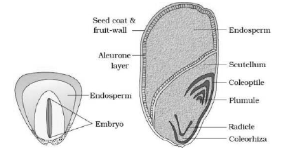CBSE-Class-11-Biology-Morphology-Of-Flowering-Plants-Notes-Set-B-13