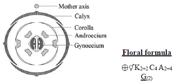 CBSE-Class-11-Biology-Morphology-Of-Flowering-Plants-Notes-Set-B-15