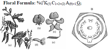 CBSE-Class-11-Biology-Morphology-Of-Flowering-Plants-Notes-Set-B-16