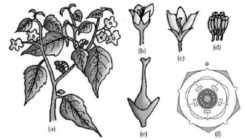 CBSE-Class-11-Biology-Morphology-Of-Flowering-Plants-Notes-Set-B-17