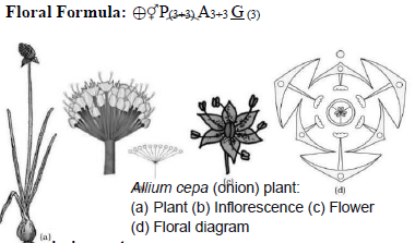 CBSE-Class-11-Biology-Morphology-Of-Flowering-Plants-Notes-Set-B-18