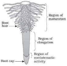 CBSE-Class-11-Biology-Morphology-Of-Flowering-Plants-Notes-Set-B-2