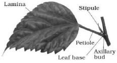 CBSE-Class-11-Biology-Morphology-Of-Flowering-Plants-Notes-Set-B-3