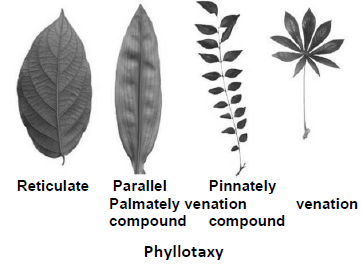 CBSE-Class-11-Biology-Morphology-Of-Flowering-Plants-Notes-Set-B-4