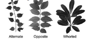 CBSE-Class-11-Biology-Morphology-Of-Flowering-Plants-Notes-Set-B-5