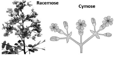 CBSE-Class-11-Biology-Morphology-Of-Flowering-Plants-Notes-Set-B-6