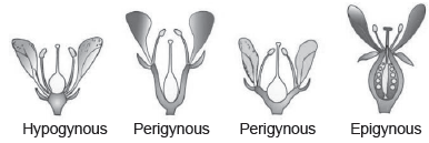 CBSE-Class-11-Biology-Morphology-Of-Flowering-Plants-Notes-Set-B-7