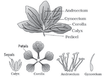 CBSE-Class-11-Biology-Morphology-Of-Flowering-Plants-Notes-Set-B-8
