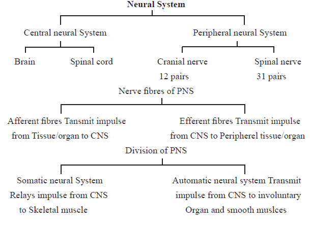 CBSE-Class-11-Biology-Neural-Control-And-Coordination-Notes-Set-B-1