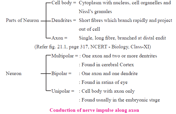 CBSE-Class-11-Biology-Neural-Control-And-Coordination-Notes-Set-B-2