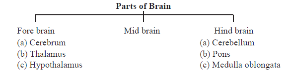 CBSE-Class-11-Biology-Neural-Control-And-Coordination-Notes-Set-B-3