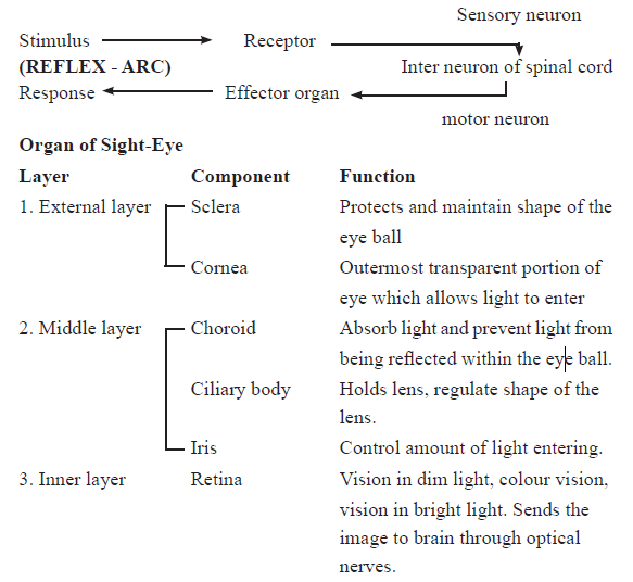 CBSE-Class-11-Biology-Neural-Control-And-Coordination-Notes-Set-B-4