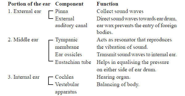 CBSE-Class-11-Biology-Neural-Control-And-Coordination-Notes-Set-B-5