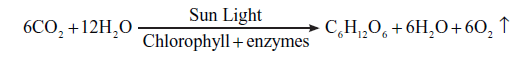 CBSE-Class-11-Biology-Photosynthesis-In-Higher-Plants-Notes-Set-B-1