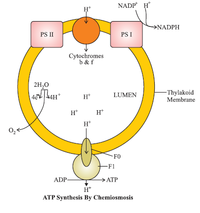 CBSE-Class-11-Biology-Photosynthesis-In-Higher-Plants-Notes-Set-B-4