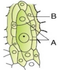 CBSE-Class-11-Biology-Plant-Kingdom-MCQs-Set-C-1