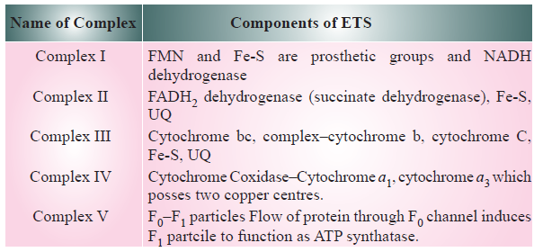 CBSE-Class-11-Biology-Respiration-In-Plants-Notes-Set-B-4