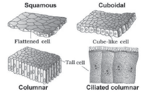 CBSE-Class-11-Biology-Structural-Organisation-In-Animals-Notes-Set-B-1