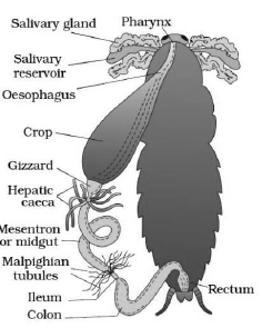 CBSE-Class-11-Biology-Structural-Organisation-In-Animals-Notes-Set-B-10