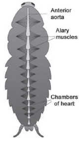 CBSE-Class-11-Biology-Structural-Organisation-In-Animals-Notes-Set-B-11