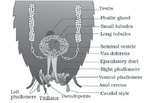 CBSE-Class-11-Biology-Structural-Organisation-In-Animals-Notes-Set-B-12