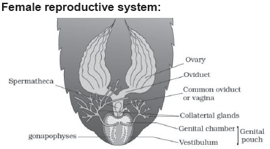CBSE-Class-11-Biology-Structural-Organisation-In-Animals-Notes-Set-B-13