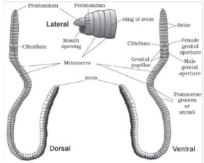 CBSE-Class-11-Biology-Structural-Organisation-In-Animals-Notes-Set-B-14