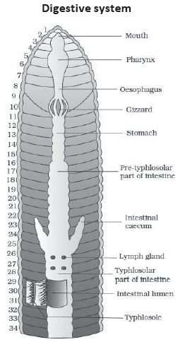 CBSE-Class-11-Biology-Structural-Organisation-In-Animals-Notes-Set-B-15