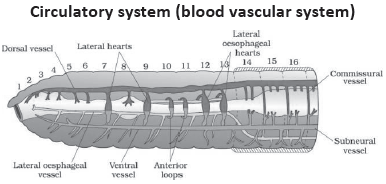 CBSE-Class-11-Biology-Structural-Organisation-In-Animals-Notes-Set-B-16