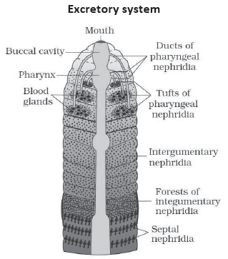 CBSE-Class-11-Biology-Structural-Organisation-In-Animals-Notes-Set-B-17