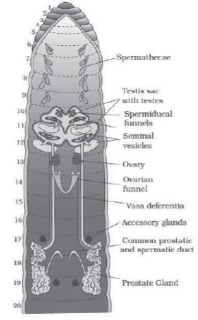 CBSE-Class-11-Biology-Structural-Organisation-In-Animals-Notes-Set-B-18