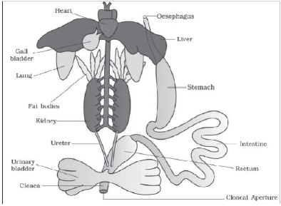 CBSE-Class-11-Biology-Structural-Organisation-In-Animals-Notes-Set-B-19