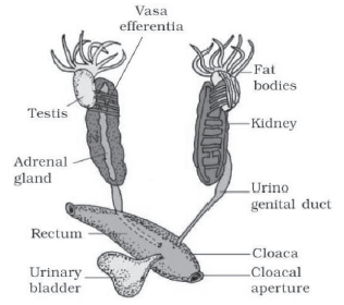 CBSE-Class-11-Biology-Structural-Organisation-In-Animals-Notes-Set-B-20