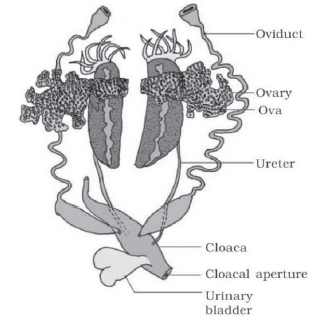 CBSE-Class-11-Biology-Structural-Organisation-In-Animals-Notes-Set-B-21