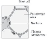 CBSE-Class-11-Biology-Structural-Organisation-In-Animals-Notes-Set-B-4