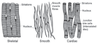 CBSE-Class-11-Biology-Structural-Organisation-In-Animals-Notes-Set-B-6