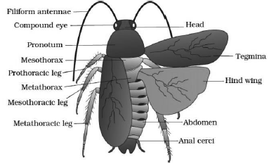 CBSE-Class-11-Biology-Structural-Organisation-In-Animals-Notes-Set-B-7