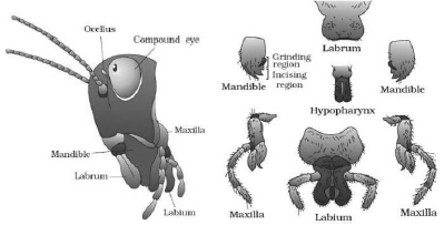CBSE-Class-11-Biology-Structural-Organisation-In-Animals-Notes-Set-B-8