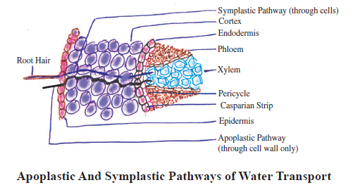 CBSE-Class-11-Biology-Transport-In-Plants-Notes-Set-B-3