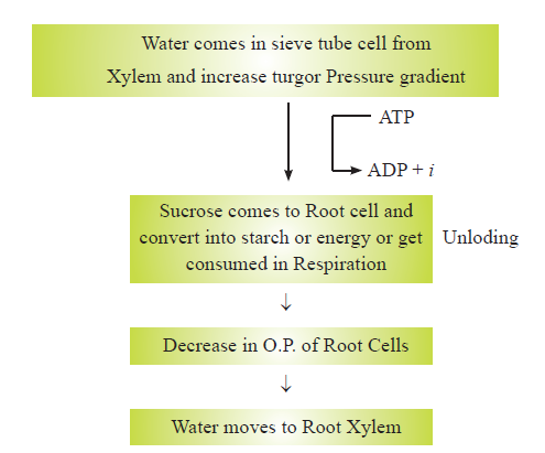 CBSE-Class-11-Biology-Transport-In-Plants-Notes-Set-B-5