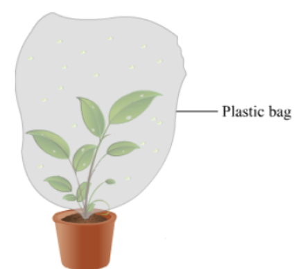 CBSE-Class-11-Biology-Transport-In-Plants-Notes-Set-B-6
