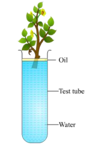 CBSE-Class-11-Biology-Transport-In-Plants-Notes-Set-B-8
